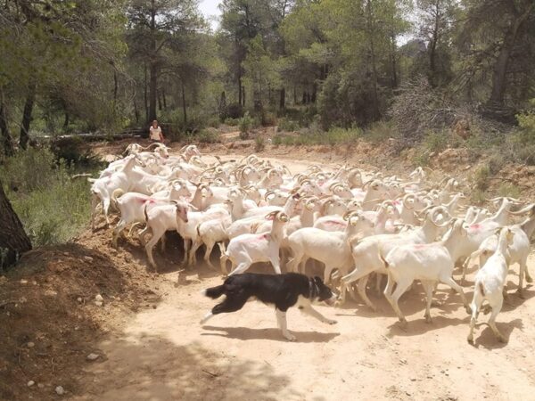 El ramat de cabres catalanes que ha arribat fa poc a l'espai test de Gandesa.