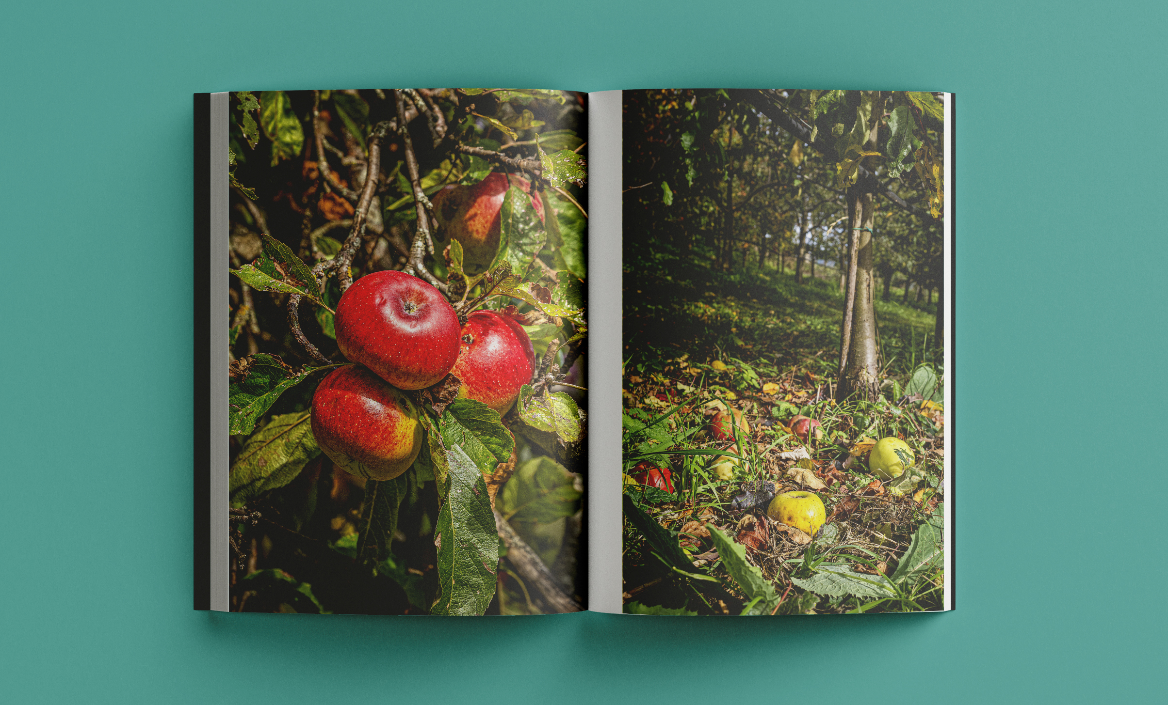 Revista Arrels #21 / Hivern 2026 - Imatge 2