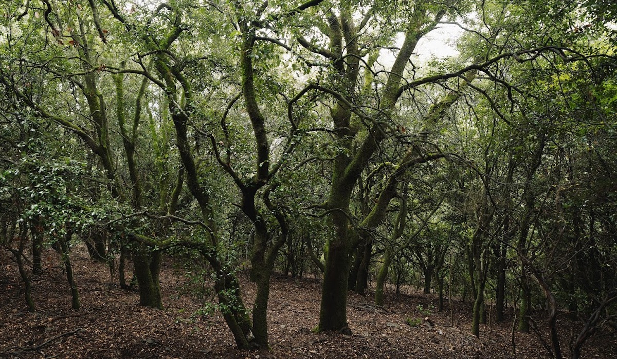 Bosc Mediterrani al Montseny | Galdric Mossoll, CREAF