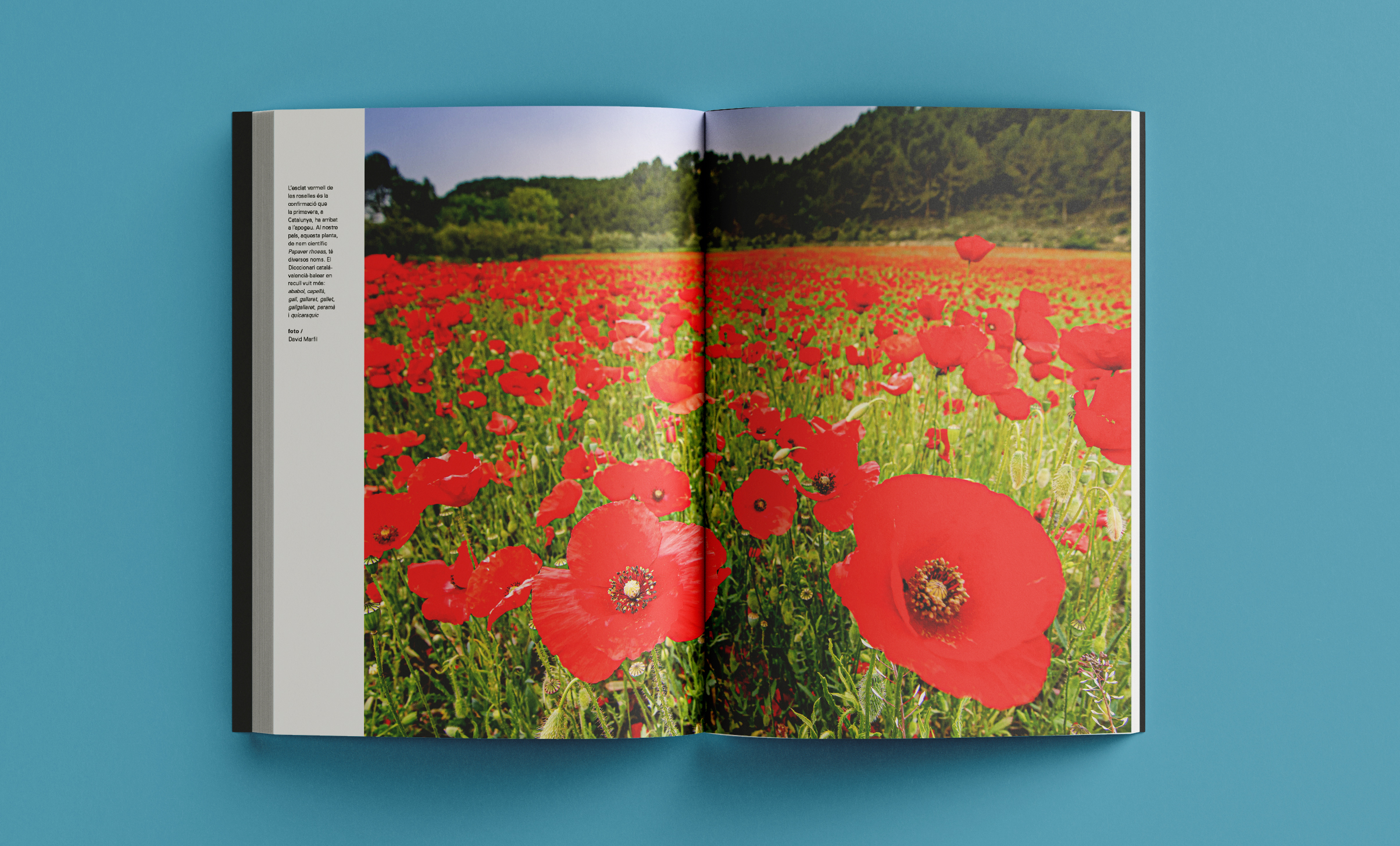 Revista Arrels #22 / Primavera 2026 - Imatge 10