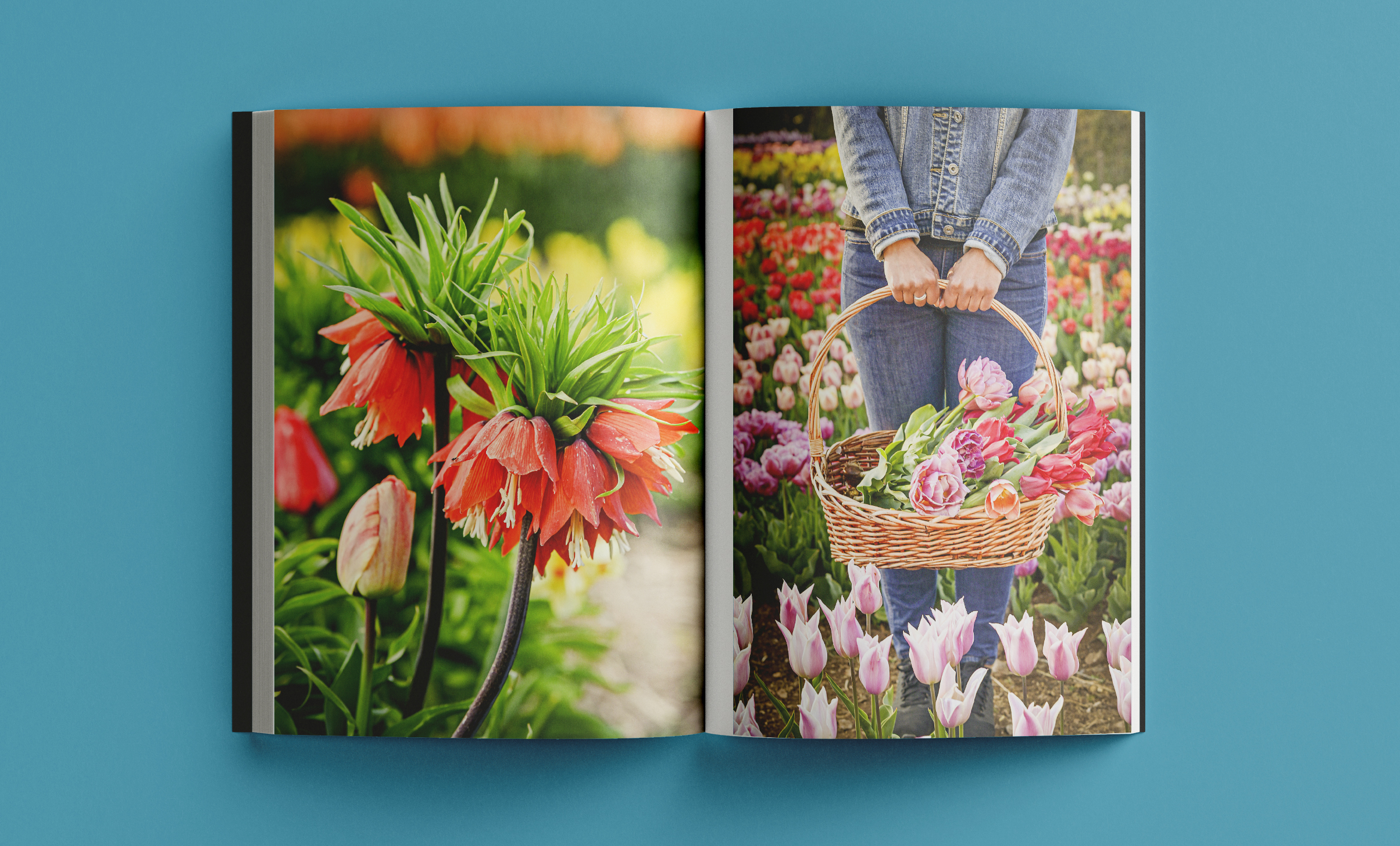 Revista Arrels #22 / Primavera 2026 - Imatge 2