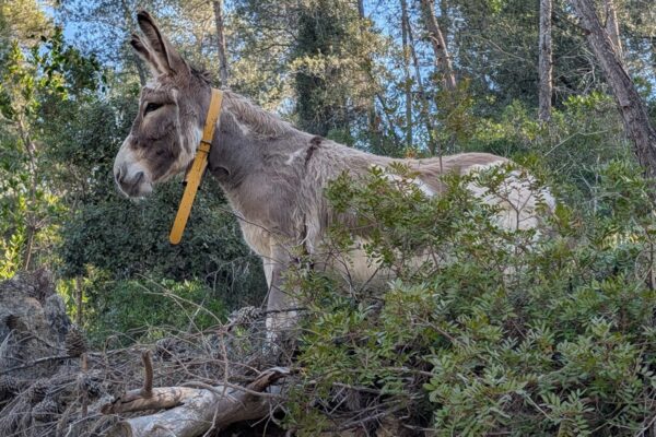 Ruc de la iniciativa "TDFF" | Ajuntament de Tivissa