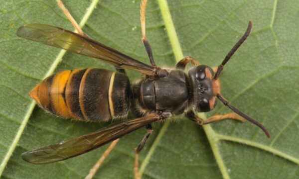 Vespa velutina | Generalitat